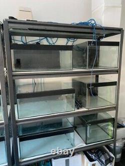 Fish Shrimp Tanks with Heavy Duty Racks Air Pump Tools etc Full Set Up & extras