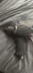 Ingersoll Rand 2235timax Pneumatic 1/2 Drive Impact Wrench