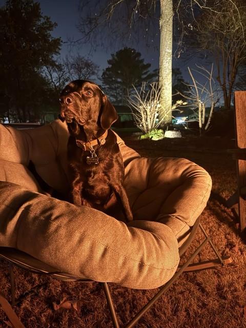 Mac Tool As-10mm Beit Sander